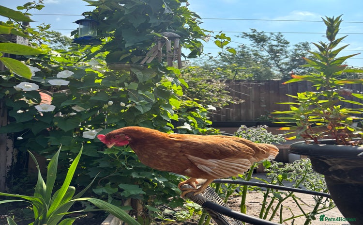 Chickens poultry - Advert 3