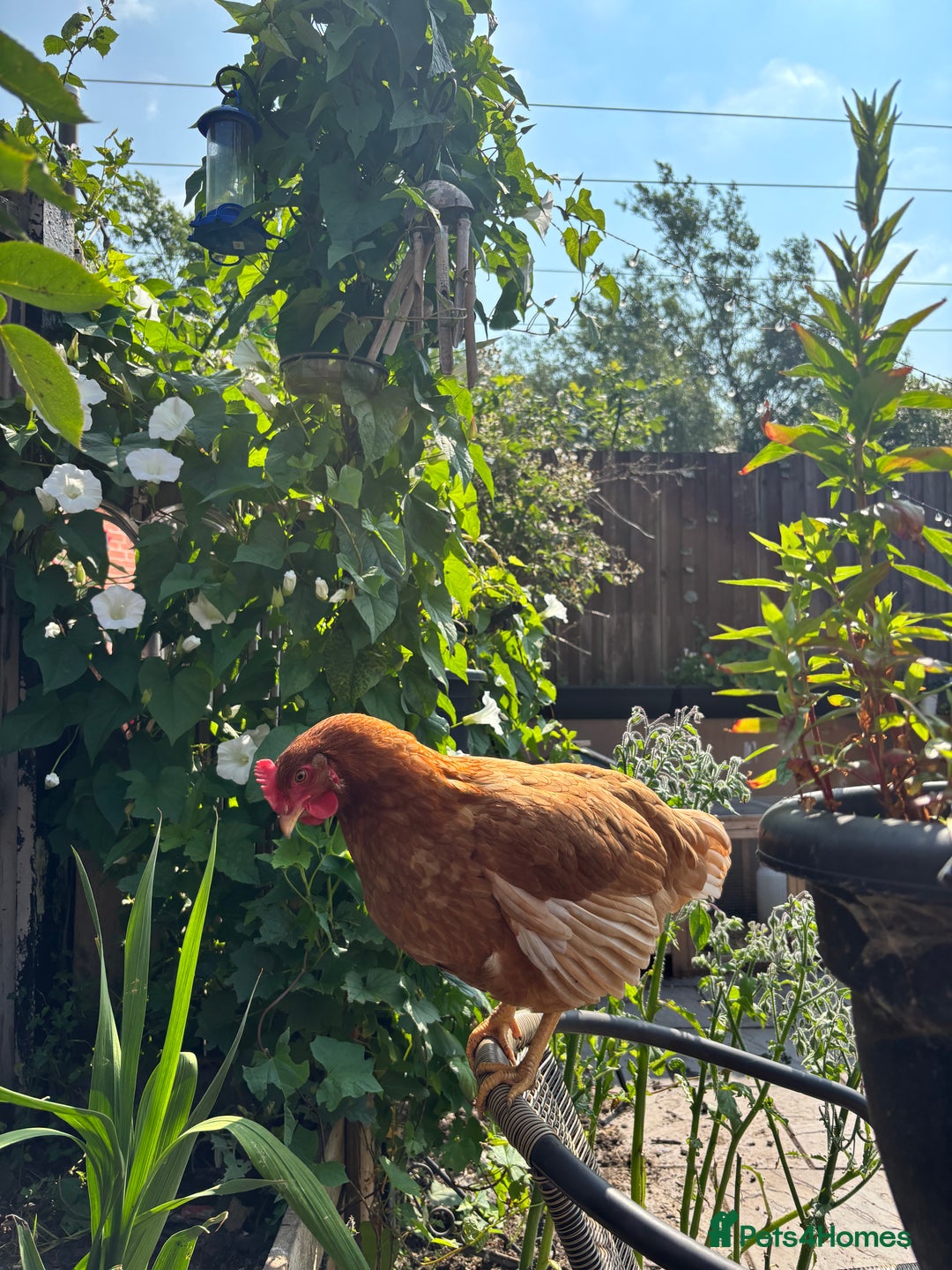 Chickens poultry for sale: Warrens hens 3 in flock - Image 1