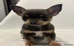 Chihuahua dogs for sale: Lilac Chihuahua (small) - Image 15