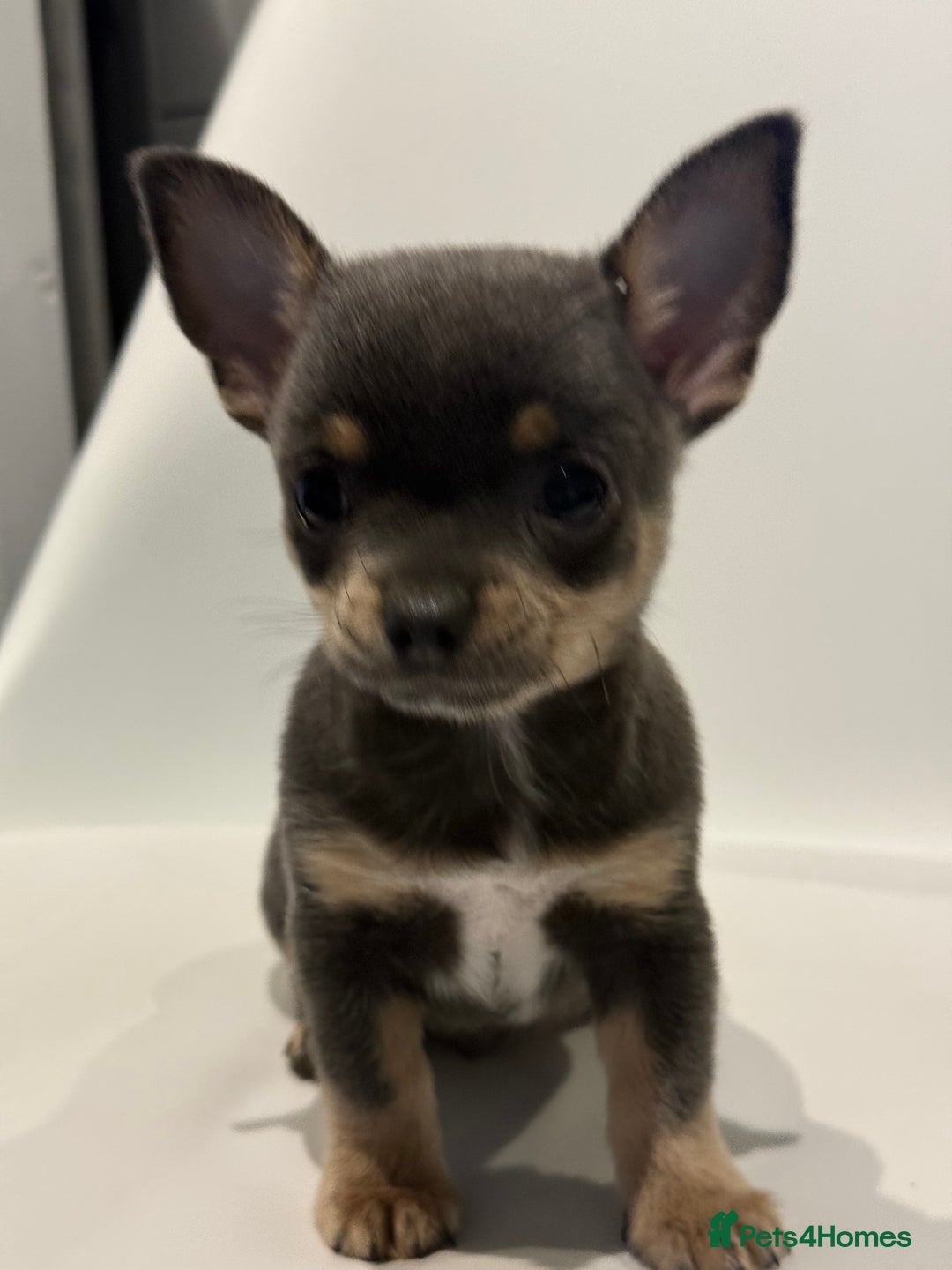Chihuahua dogs for sale: Lilac Chihuahua (small) - Image 15