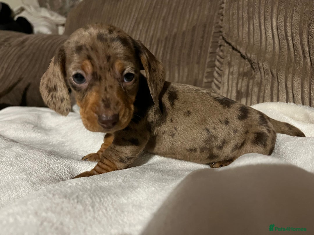 Miniature Dachshund dogs for sale: Miniature dachshund puppies  - Advert 4
