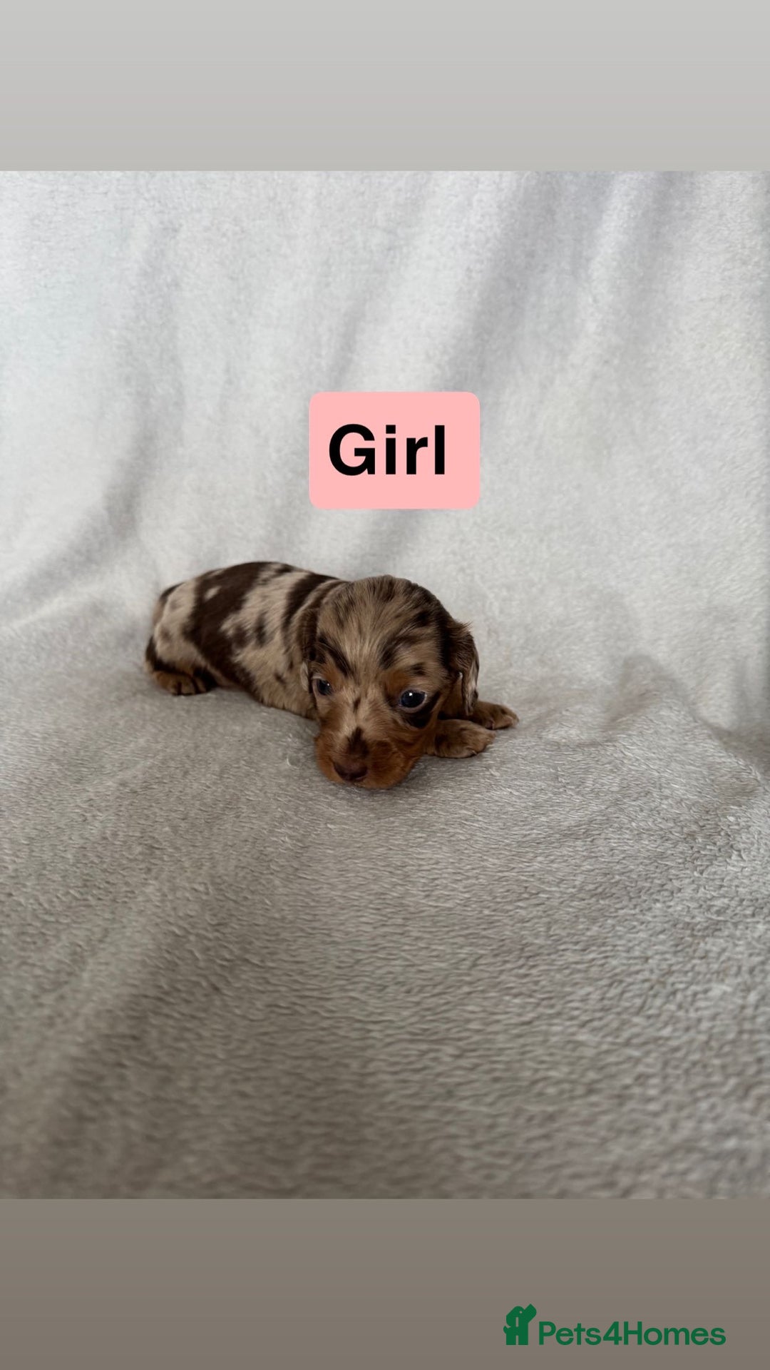 Miniature Dachshund dogs for sale: 5 beutiful miniatures daschunds  - Image 4