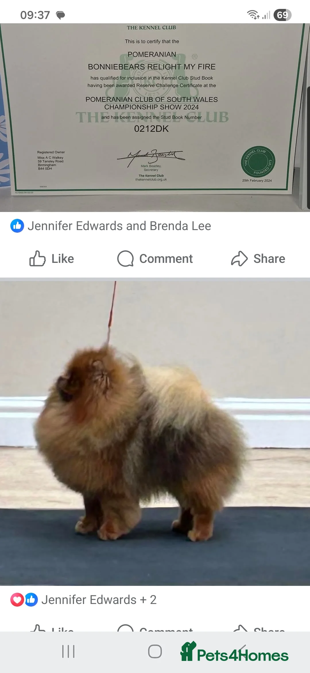 Pomeranian dogs for sale: Orange Sable Pomeranian Male - Advert 3