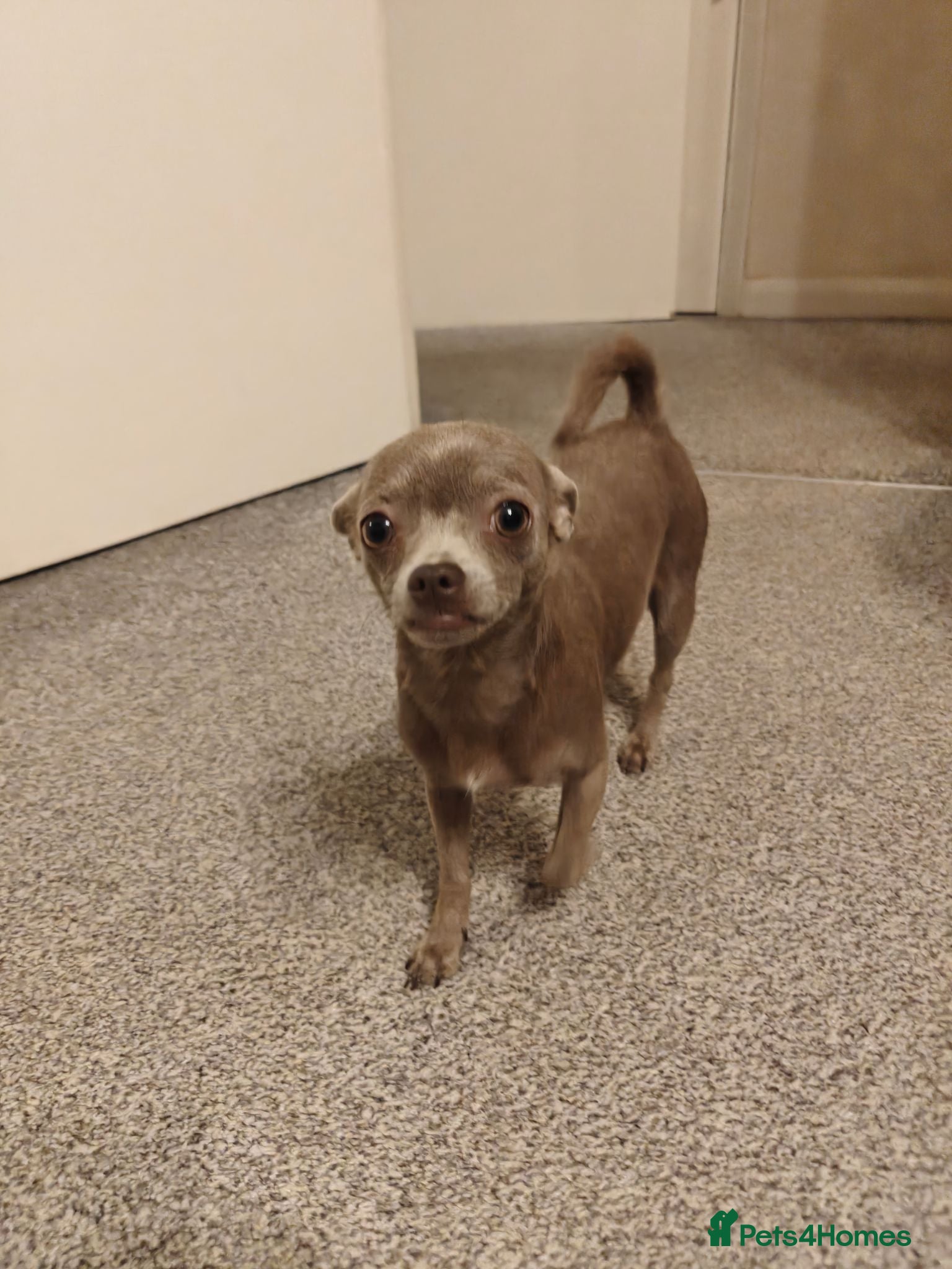 Chorkie dogs Gorgeous Little Chorkie, age 10 months - Advert 7