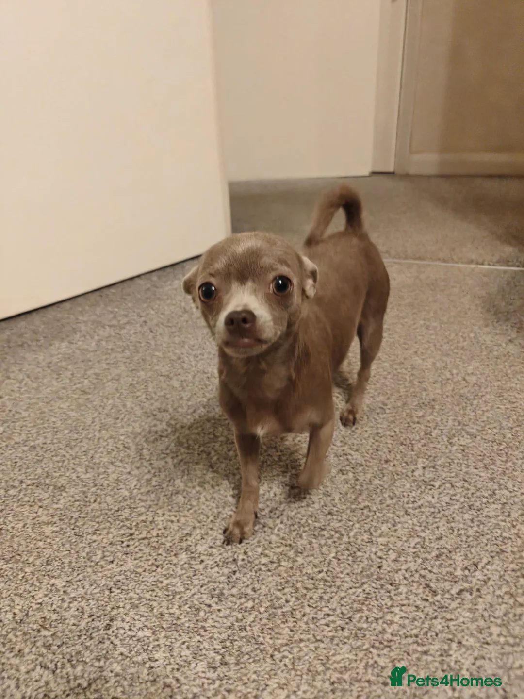 Chorkie dogs for sale: Gorgeous Little Chorkie, age 10 months in Hitchin - Advert 1