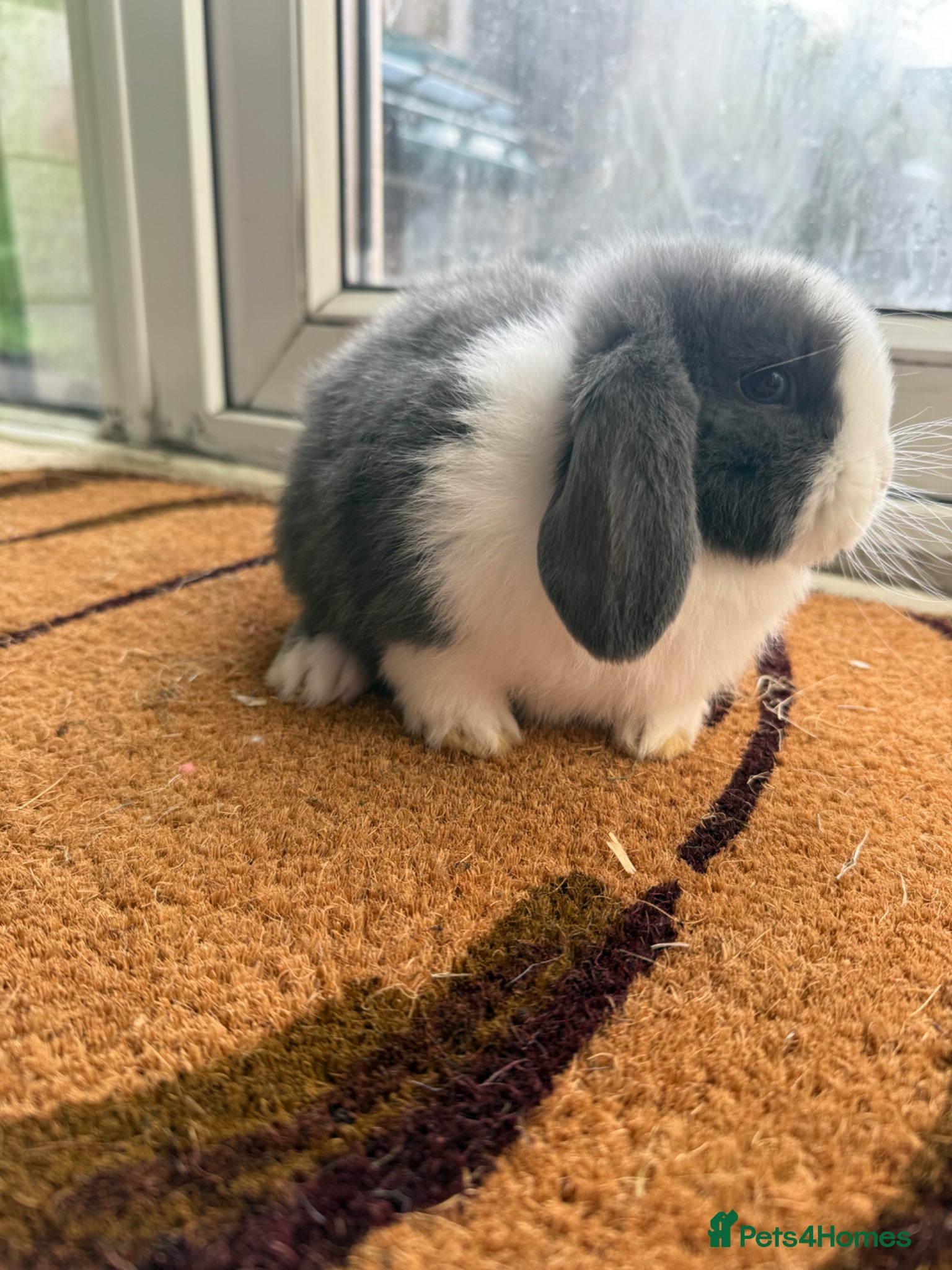 Mini Lop rabbits Mini lop blue split buck - Advert 3