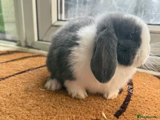 Mini Lop rabbits Mini lop blue split buck - Advert 3