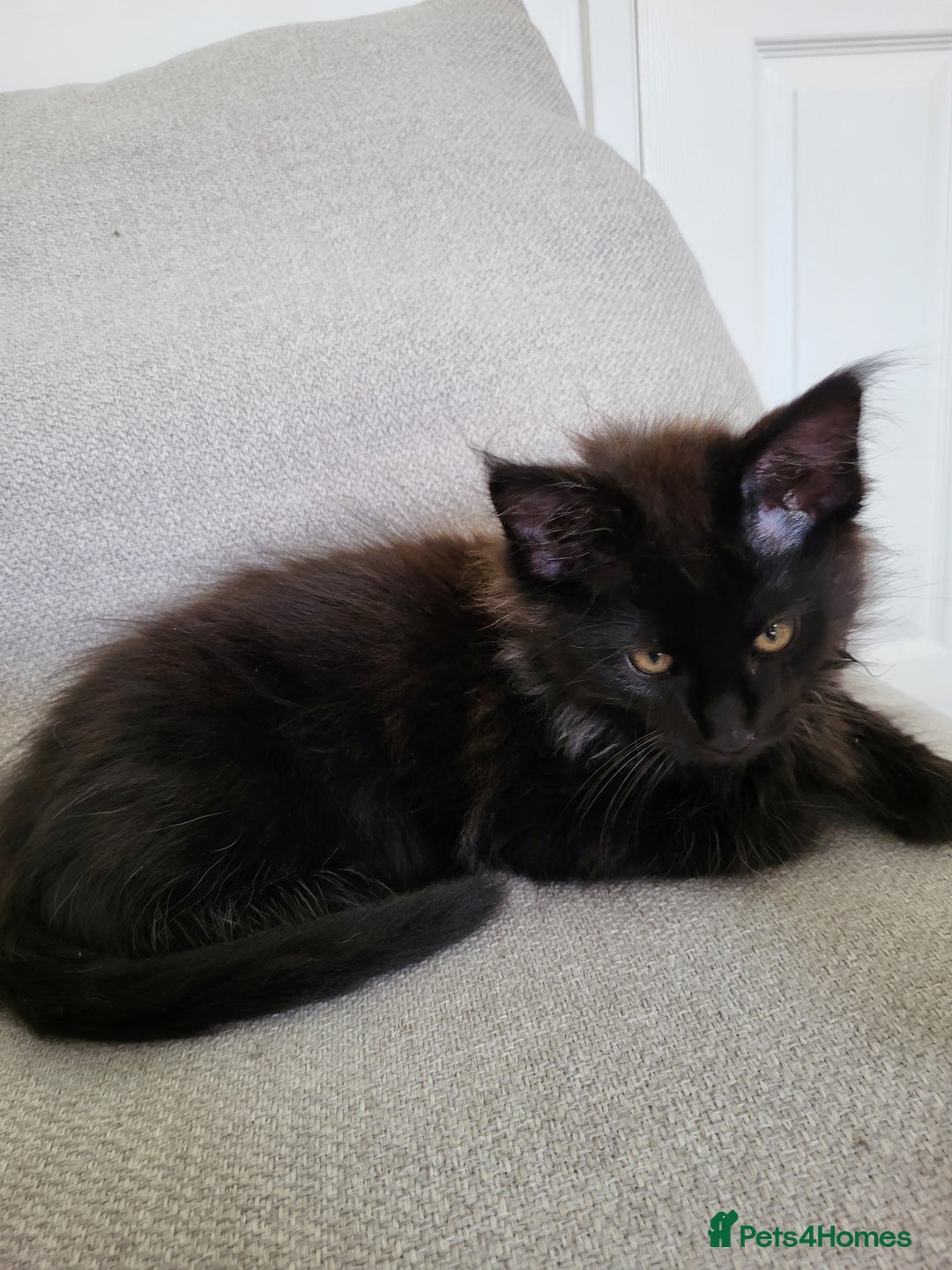 Maine Coon cats for sale: Two maine coon kittens for sale - Image 7