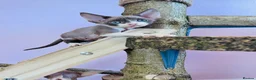 Devon Rex cats for sale: Beautiful pure Devon Rex kittens  - Advert 6