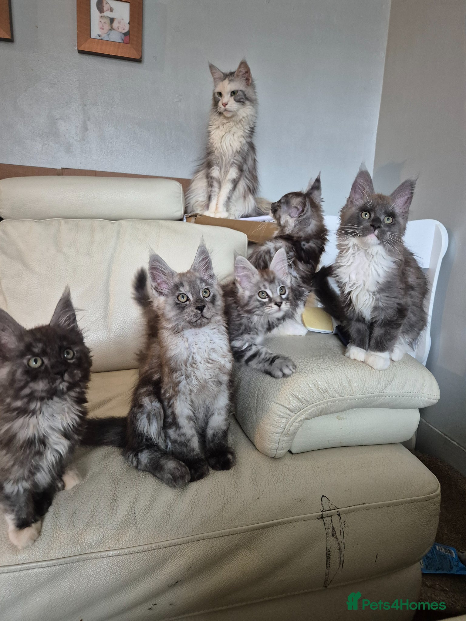 Maine Coon cats Tica registered maine coon kittens  - Advert 1