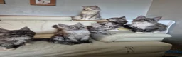Maine Coon cats for sale: Tica registered maine coon kittens  - Advert 1