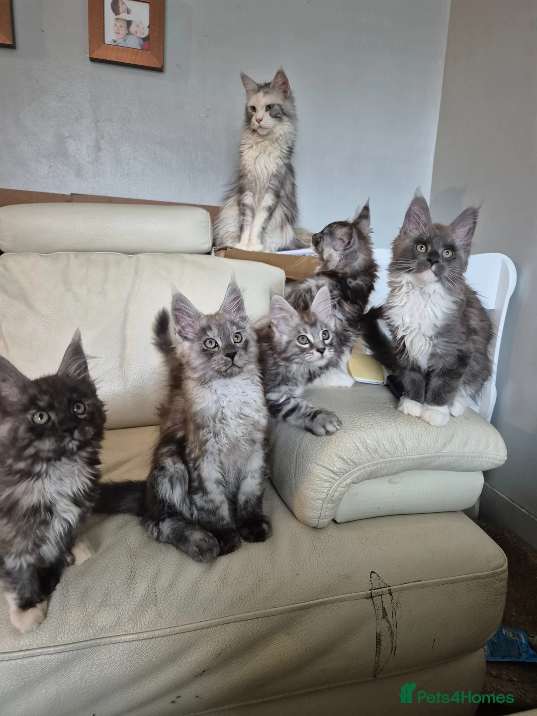 Maine Coon cats for sale: Tica registered maine coon kittens  - Advert 1