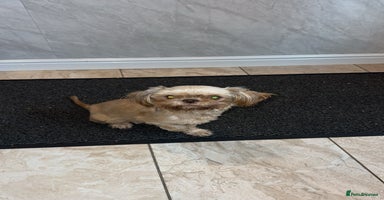 Shih Tzu dogs - Advert 13