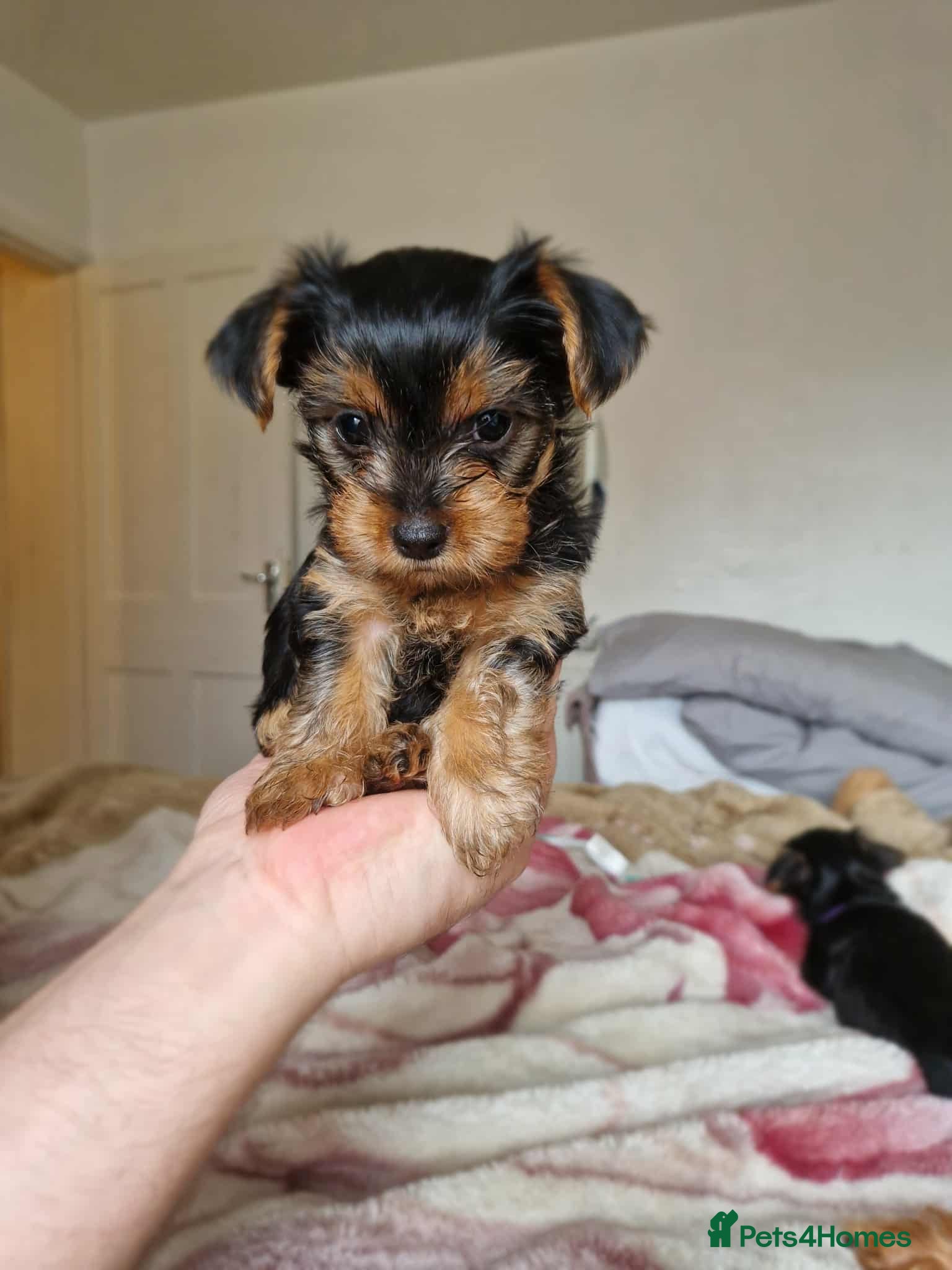 Yorkshire Terrier dogs Yorkshire - Advert 13