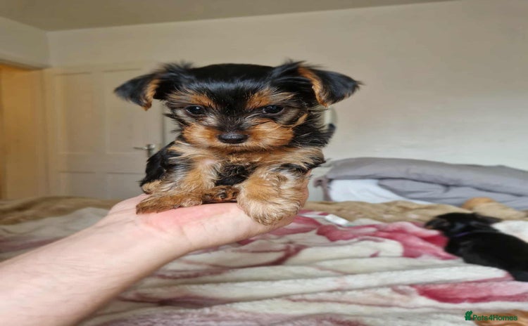 Yorkshire Terrier dogs Yorkshire - Advert 13