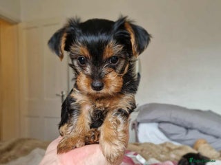 Yorkshire Terrier dogs Yorkshire - Advert 17