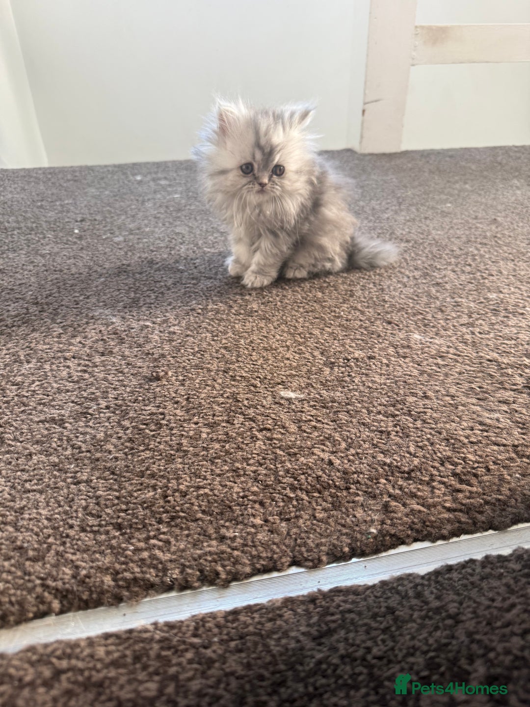 Persian cats for sale: Blue persian kitten  - Advert 7