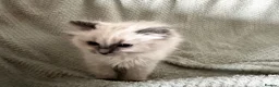 Ragdoll cats for sale: Beautiful pure ragdolls  - Advert 35