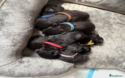 Patterdale Terrier dogs for sale: Patterdale puppies  - Image 2