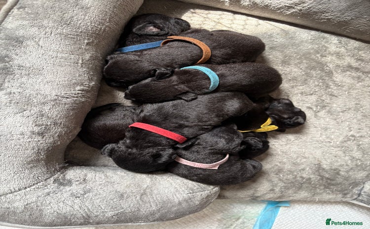 Patterdale Terrier dogs - Advert 5