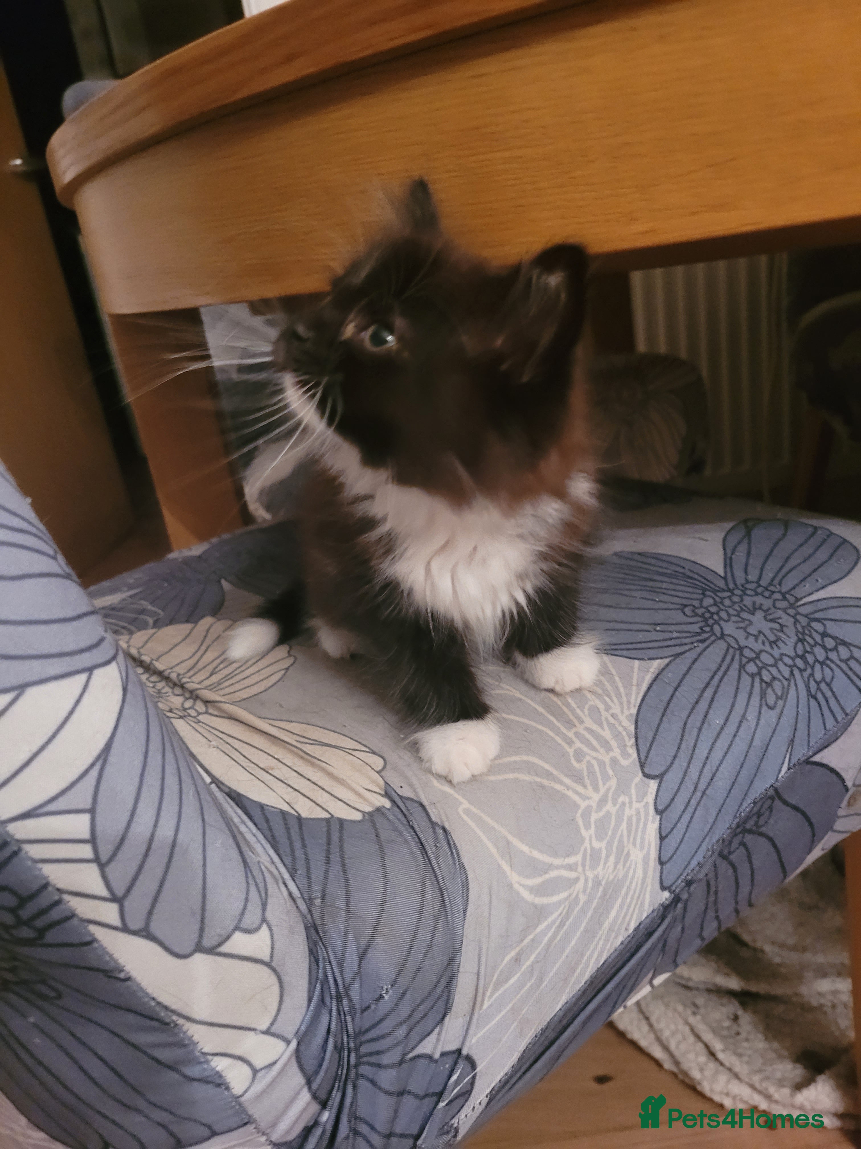 Russian Blue cats Russian Blue x Main coon - Advert 9