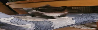 Russian Blue 2