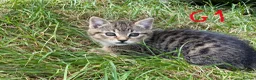 European cats for sale: 3 kittens for sale - Advert 10
