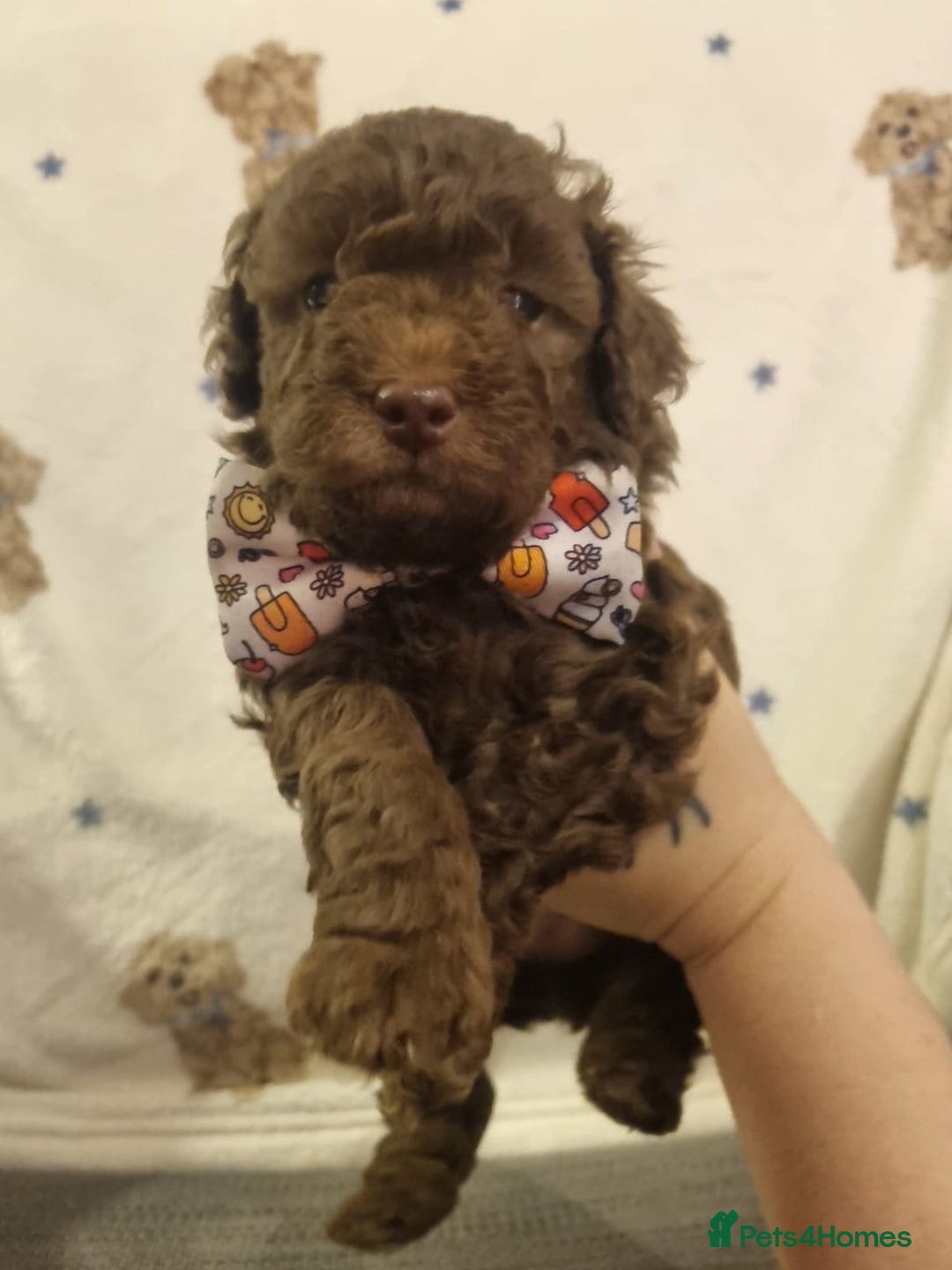 Cockapoo dogs for sale: Health tested F1b Toy / miniature cockapoo puppies - Advert 7