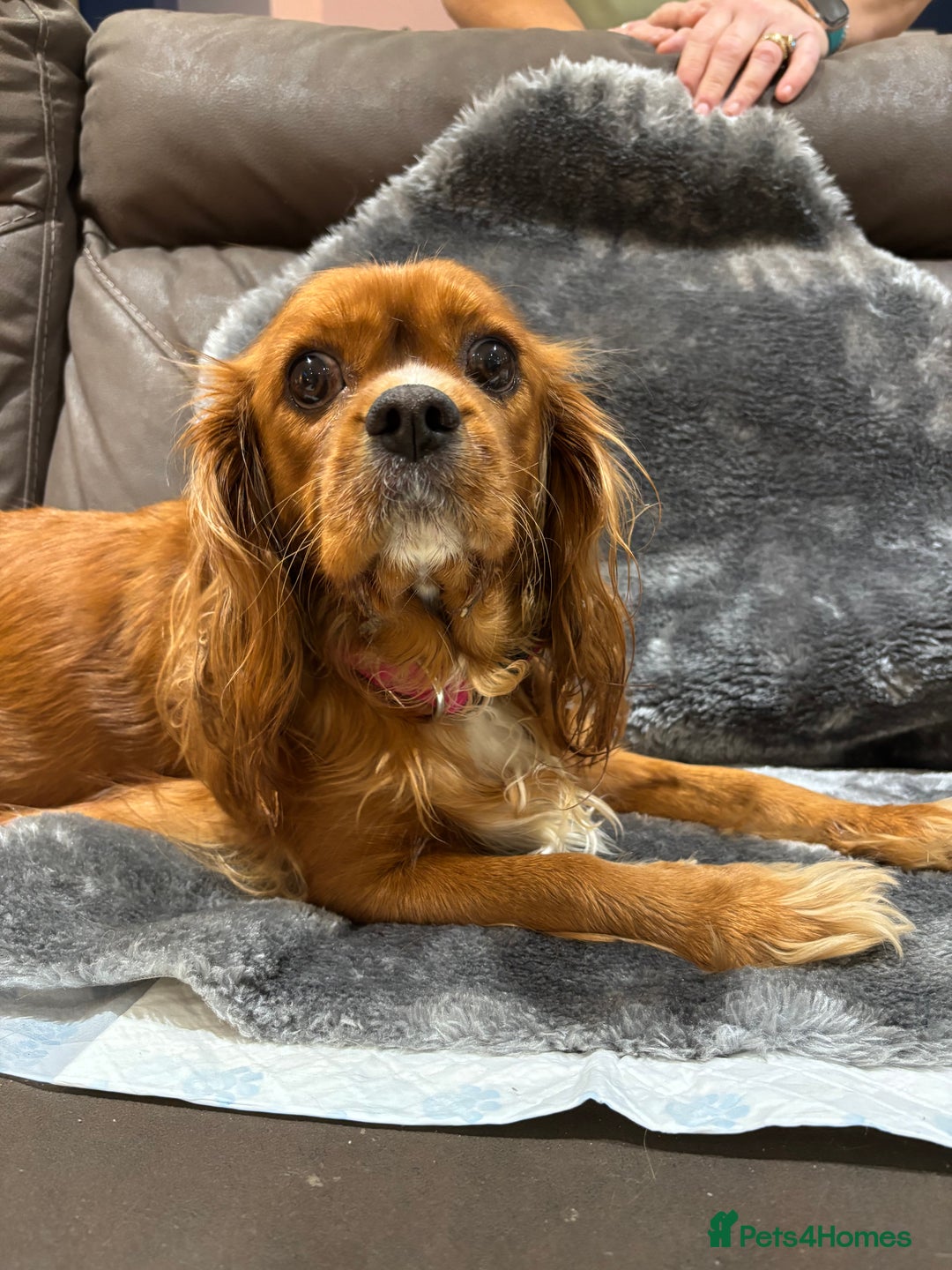 Cavalier King Charles Spaniel dogs for sale: Cavalier King Charles Spaniel  - Advert 8