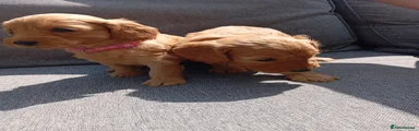 Cockapoo 6