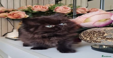 Persian cats - Advert 7