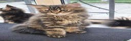 Maine Coon cats for sale: Tested SMA,PK,HCM,boy and girls.Maine Coon Kittens - Advert 3
