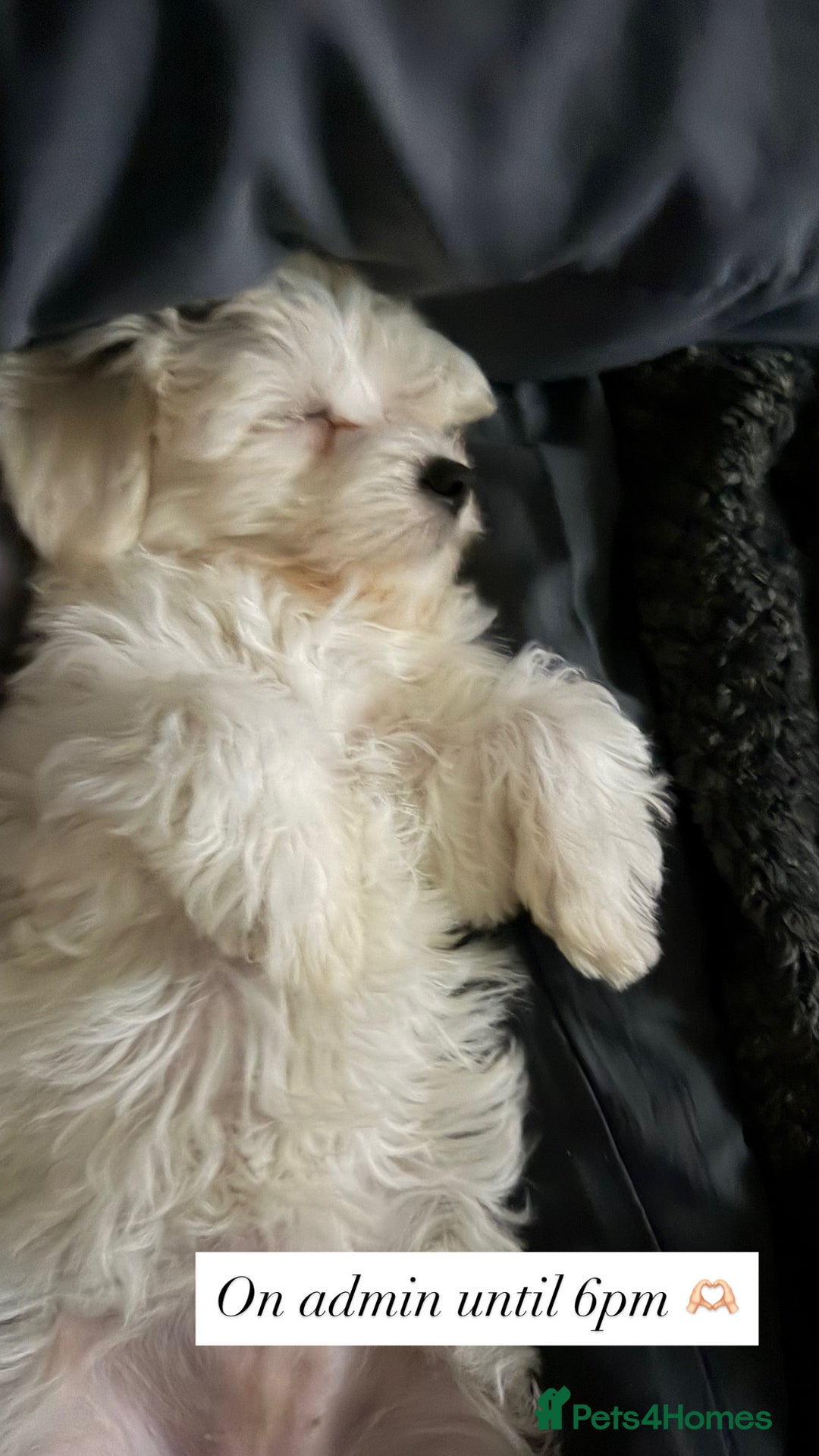 Maltese dogs for sale: Beautiful Maltese girl  - Advert 6