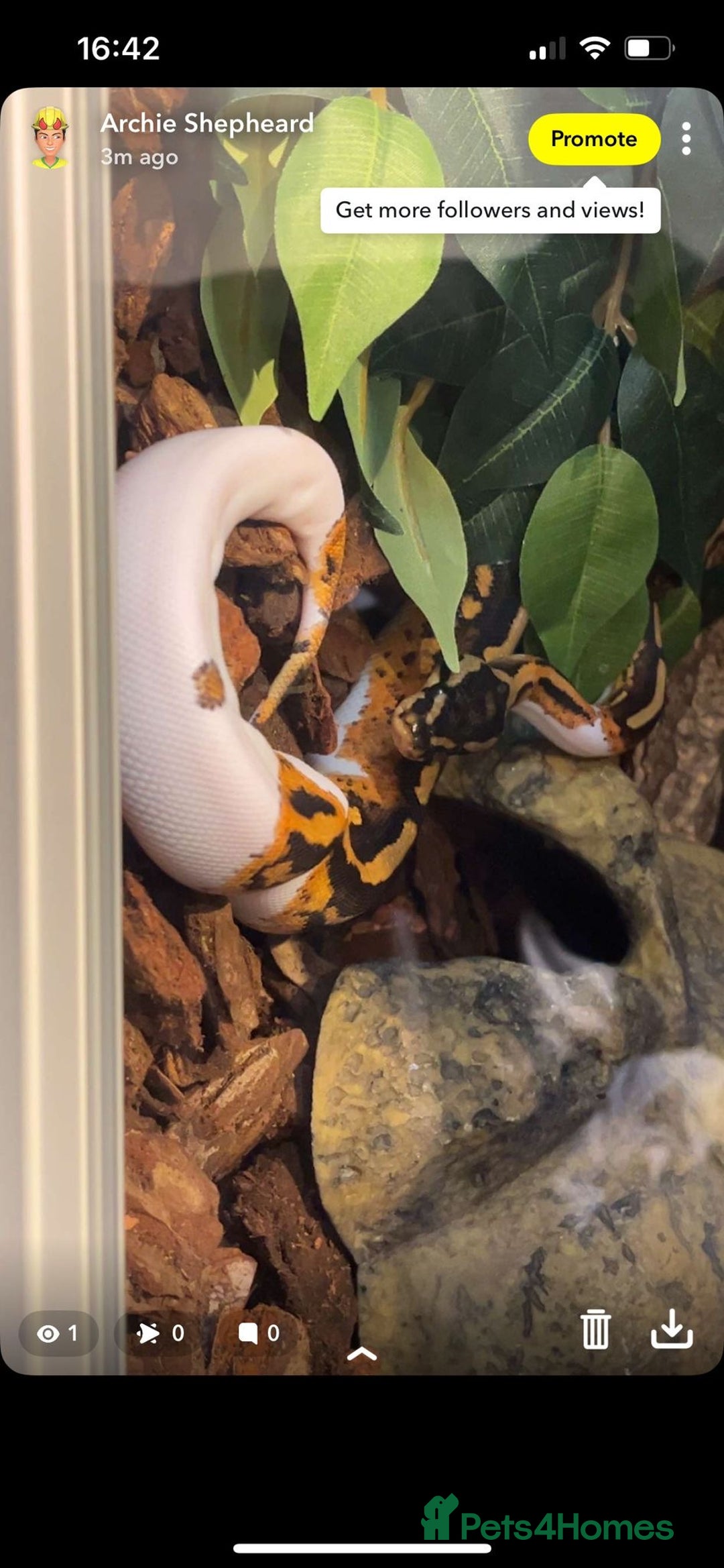 Python Snake reptiles for sale: Royal python snake  - Advert 2