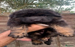 German Shepherd dogs for sale: Long Haired GSD Puppies. Only 1 boys LEFT!  - Image 4