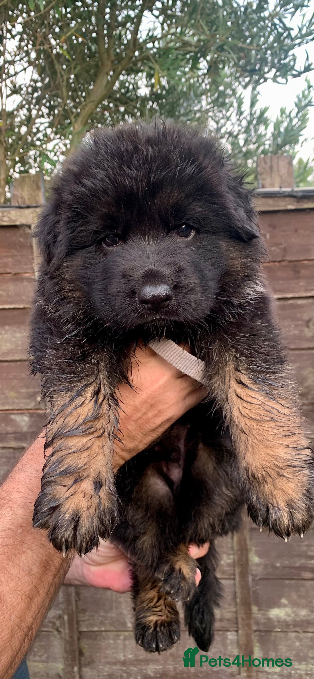 German Shepherd dogs for sale: Long Haired GSD Puppies. Only 1 boys LEFT!  - Image 4