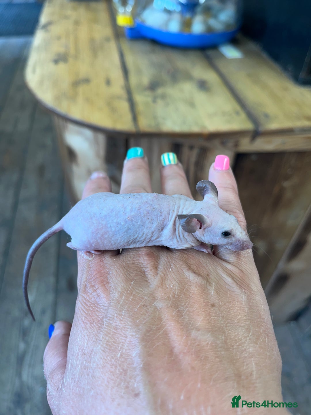 Mouse rodents for sale: Fancy mice does available coated and hairless  - Image 2