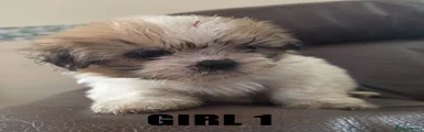 Girl 1