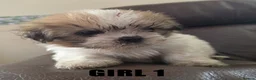 Mixed Breed dogs for sale: Shih-Tzu Puppies x4 - Advert 9