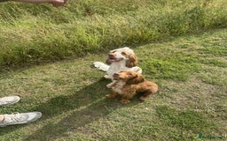 Cocker Spaniel dogs for sale: 2 beautiful cocker spaniels for rehoming  - Advert 4