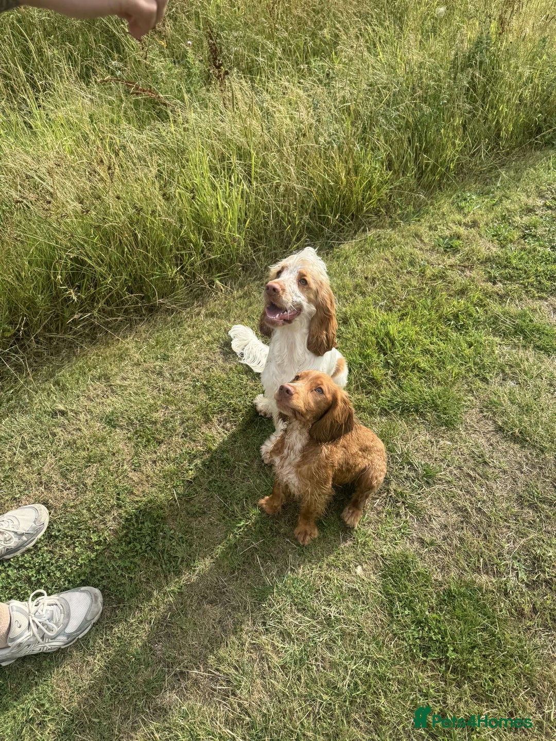 Cocker Spaniel dogs for sale: 2 beautiful cocker spaniels for rehoming  - Advert 4