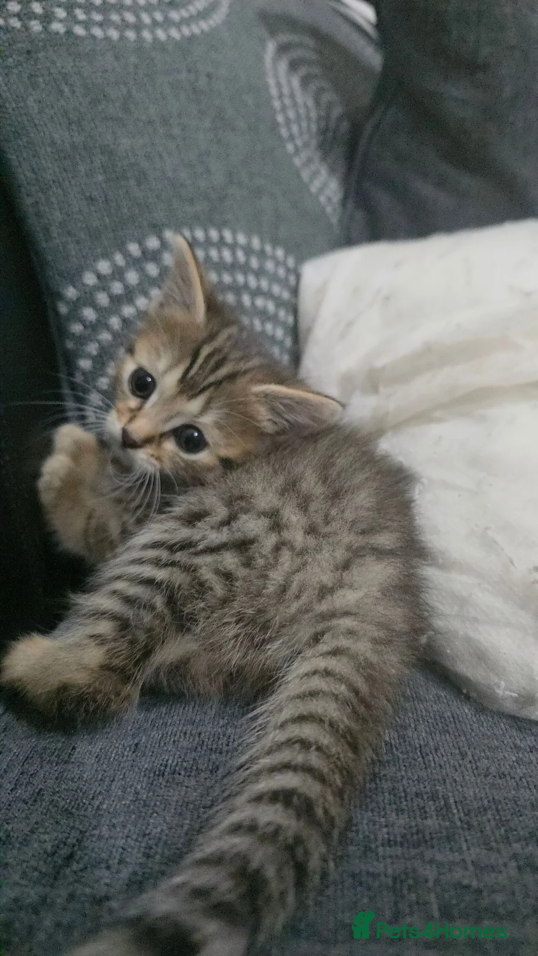 British Shorthair cats for sale: Gorgeous British shorthair cross bengle kittens  in Liverpool - Advert 2