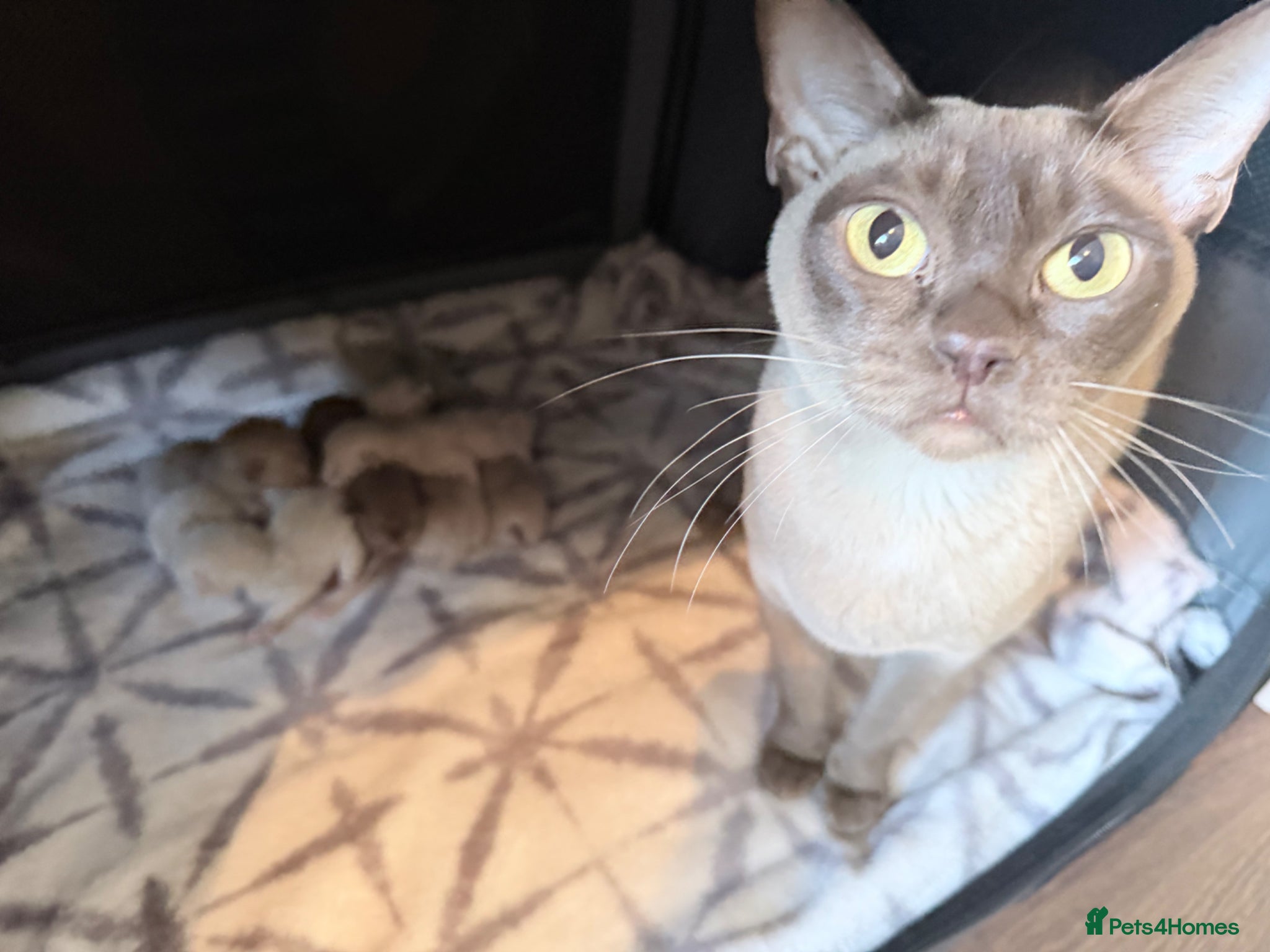 Burmese cats Home Raised Full Pedigree Burmese Kittens  - Advert 2