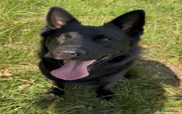 Belgian Shepherd Dog dogs for sale: A real good boy - Image 5