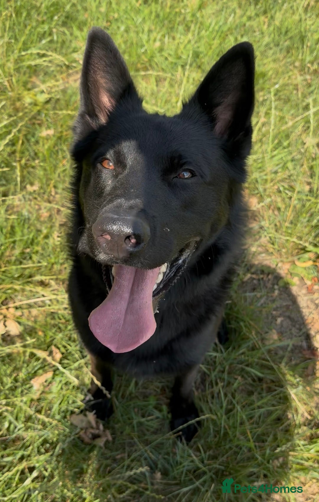 Belgian Shepherd Dog dogs for sale: A real good boy - Image 5