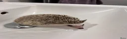 Pygmy Hedgehog rodents for sale: Female Pygmy hedgehog (4 years old) in Abbots Langley - Advert 2
