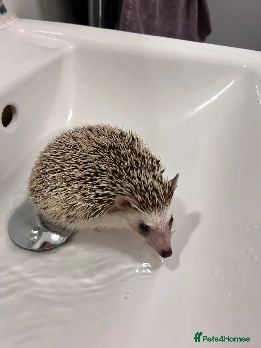 Pygmy Hedgehog rodents for sale: Female Pygmy hedgehog (4 years old) in Abbots Langley - Advert 2