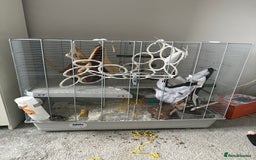 Rat rodents for sale: 2 male rats ( with cage) - Image 1