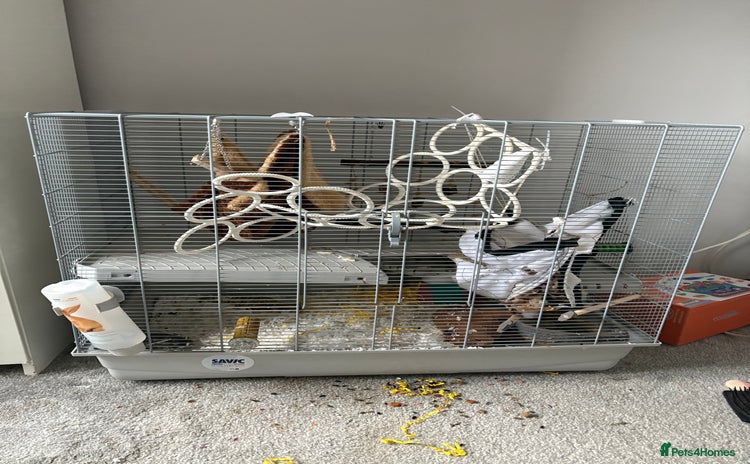 Rat rodents - Advert 1