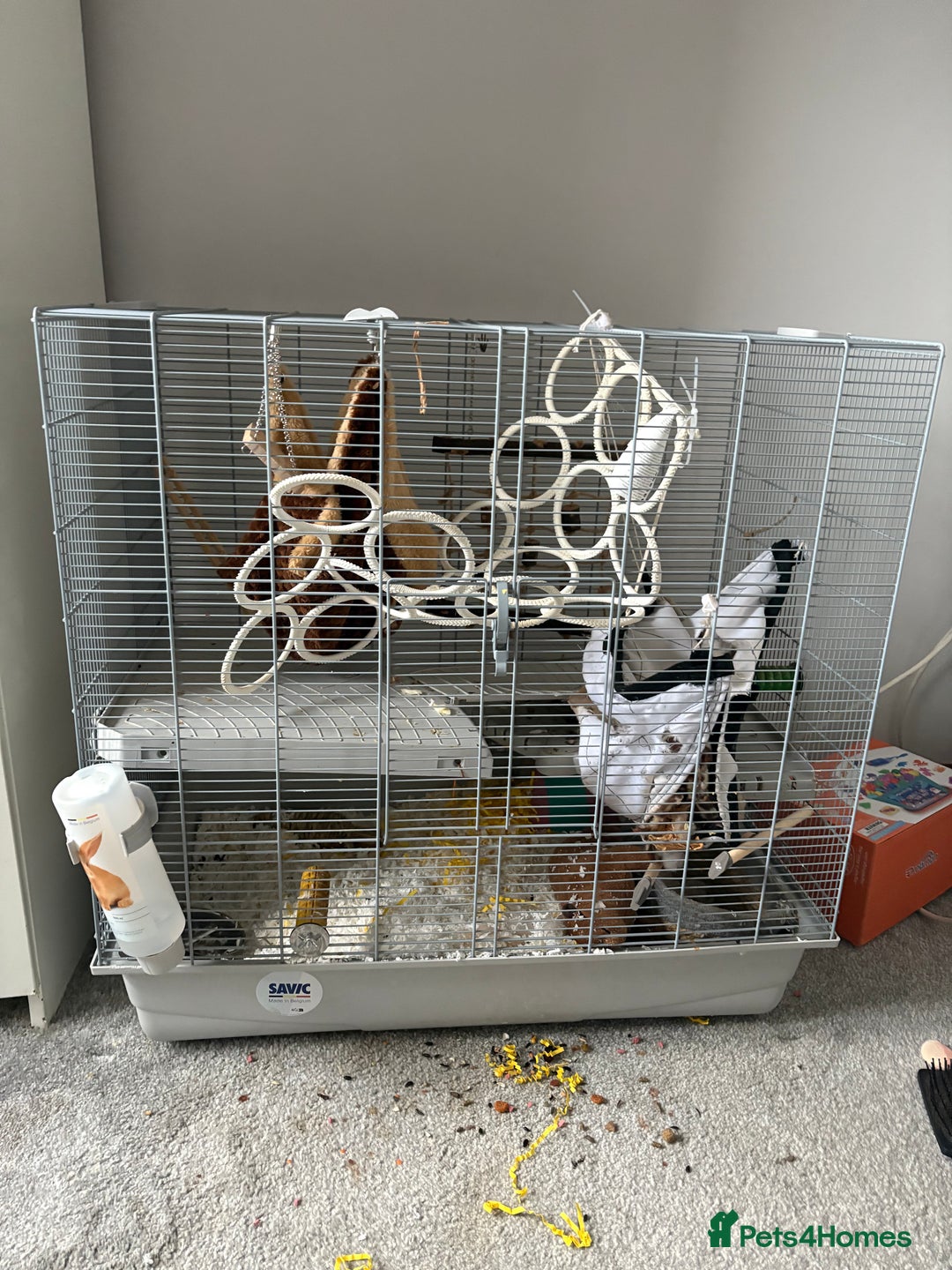 Rat rodents for sale: 2 male rats ( with cage) - Image 1